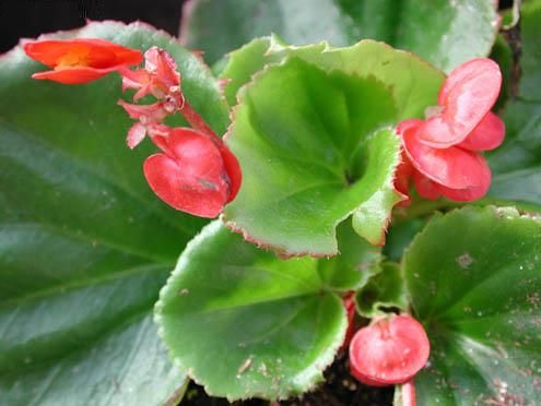 begonia semperflorens (b)