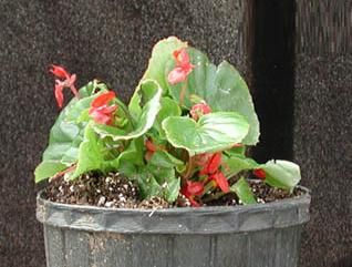 begonia semperflorens (c)