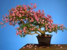 Bougainvillea Glabra