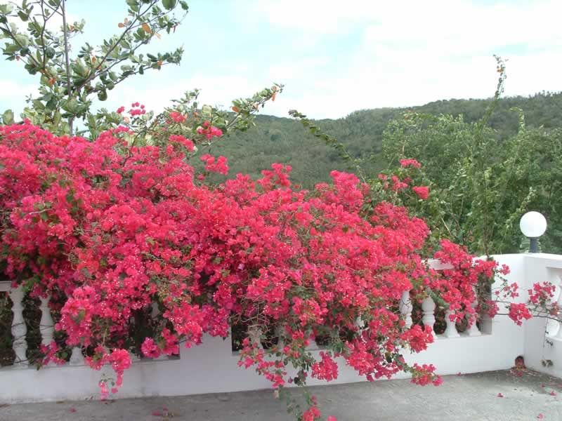 BougainvilleaD