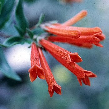 Bouvardia ternifolia 3