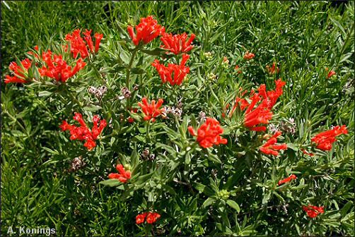 Bouvardia ternifolia 2