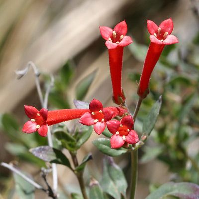 Bouvardia ternifolia 1