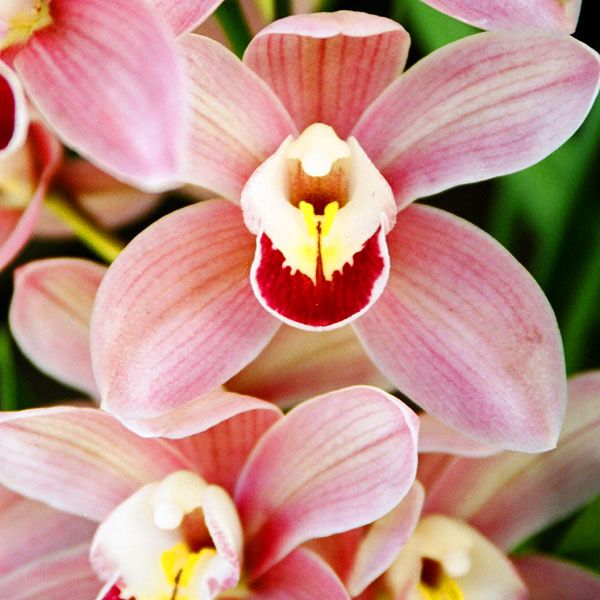 Cymbidium (a)