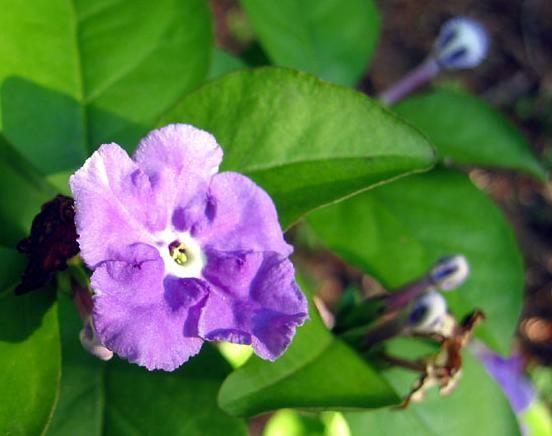 Brunfelsia_pauciflora 