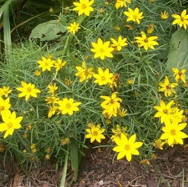 C1. coreopsis moonbeam