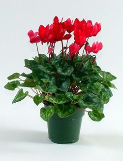 cyclamen