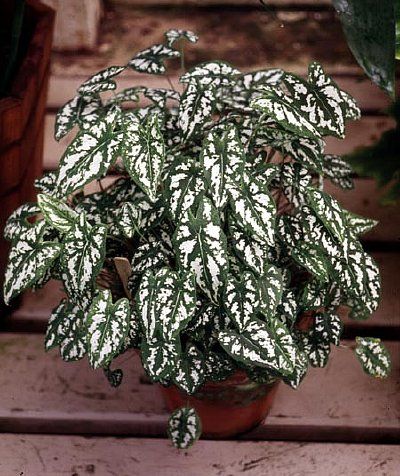 caladium