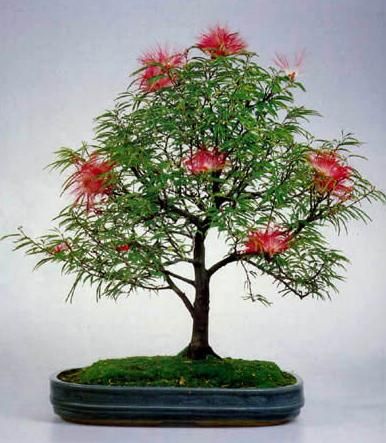 bonsai G