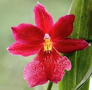 orhidee cambria