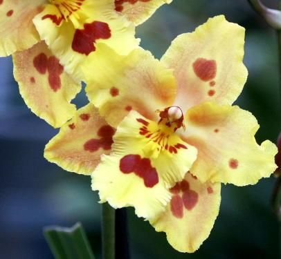 cambria orchid (3)