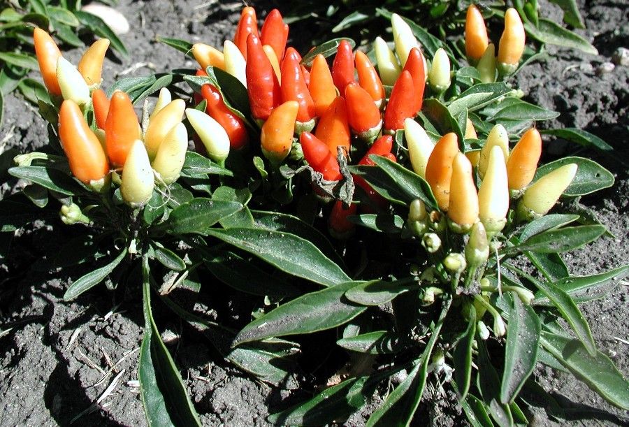 Capsicum annuum - ardeiul iute cultivat