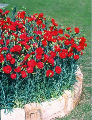 Dianthus Caryophyllus (garoafa, garofita) ca plante de bordura