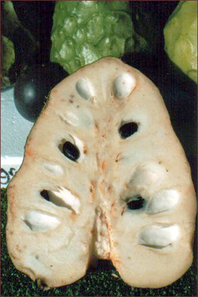 cherimoya 3