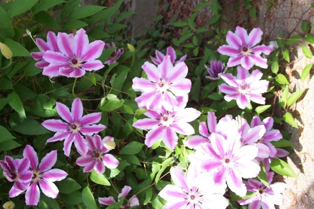 Clematis hybrid Nelly Moser