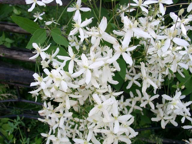 Clematis alba