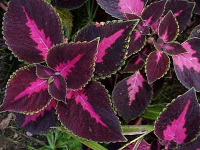 coleus flambe