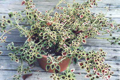 coleus telltale