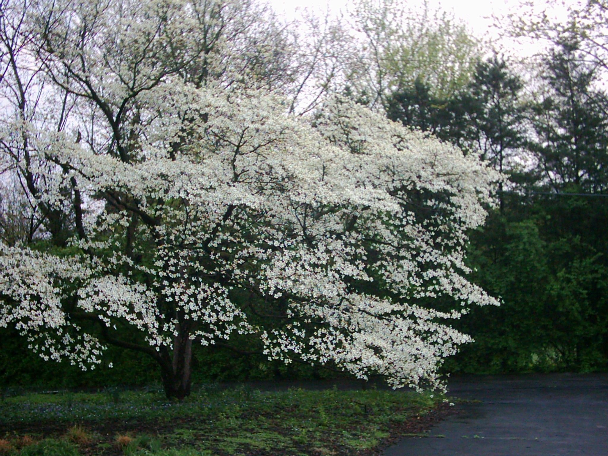 cornus florida