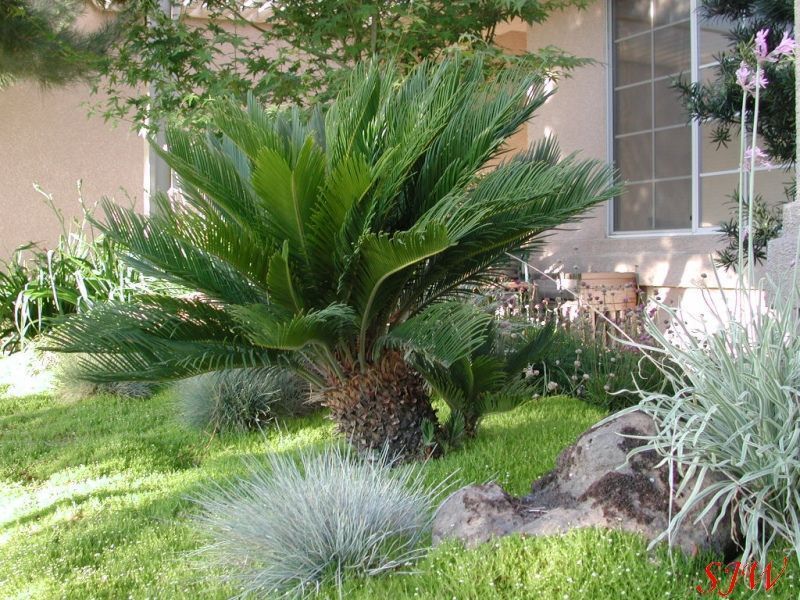 cycas revoluta - palmier sago