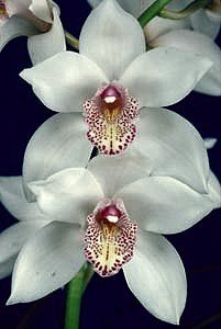 Cymbidium (b)