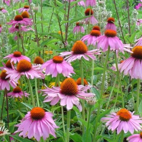 D1. Echinacea purpurea