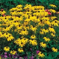 D2. Rudbeckia fulgida Goldsturm