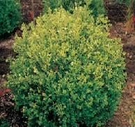 un strat cu flori - Buxus sempervirens