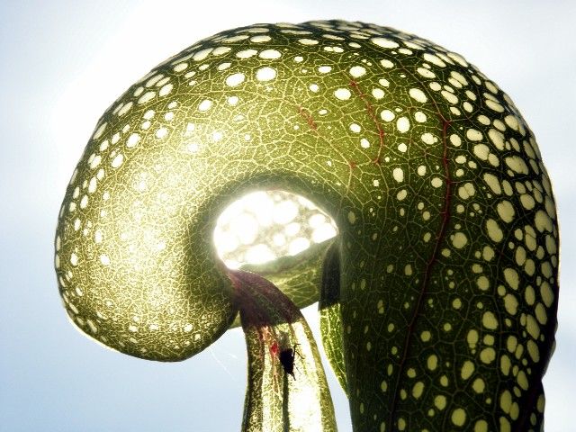 Darlingtonia californica 3