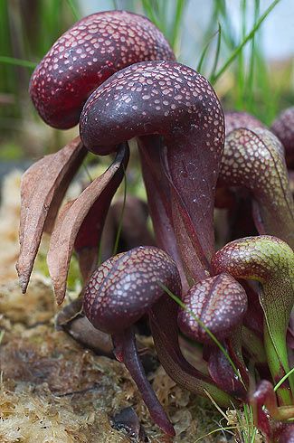 Darlingtonia californica 4