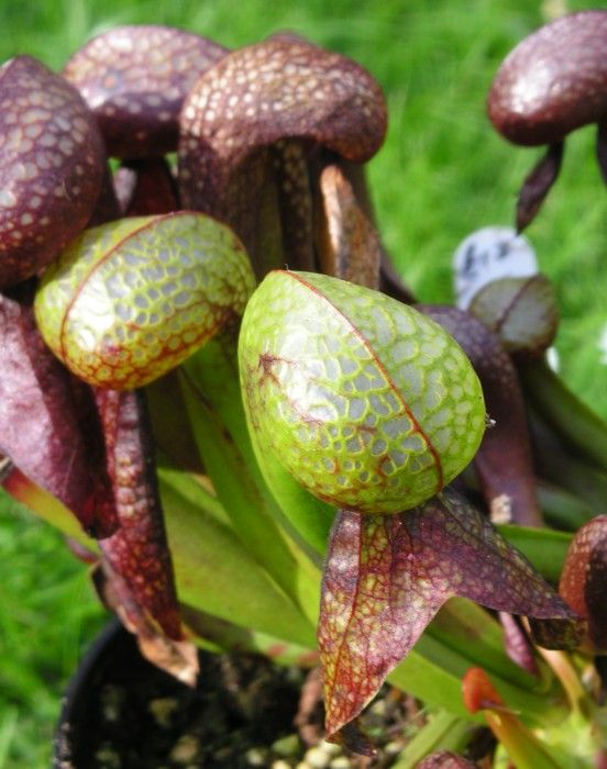 Darlingtonia californica 2