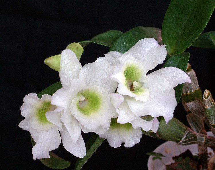 orhidee Dendrobium Spring Dream Apollon