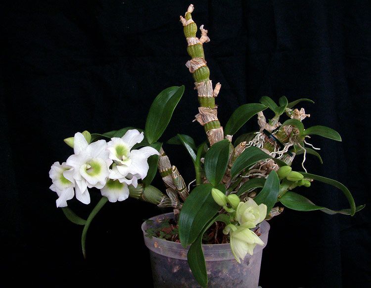 orhidee Dendrobium Spring Dream Apollon (2)