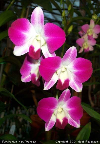 orhidee Dendrobium New Wannee Free