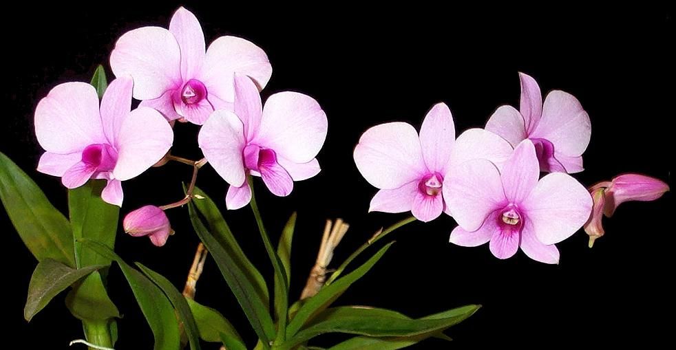 orhidee dendrobium