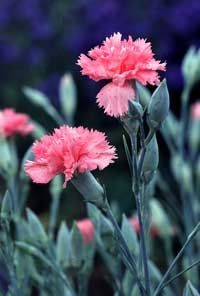 Dianthus Caryophyllus (garoafa, garofita) 6