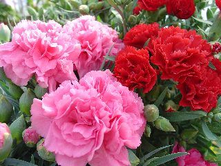 Dianthus Caryophyllus (garoafa, garofita) 1