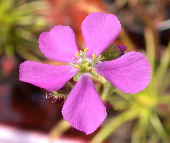 floare de Drosera capensis