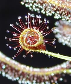 frunza de Drosera capensis 