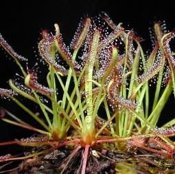 Drosera capensis cu frunza ingusta