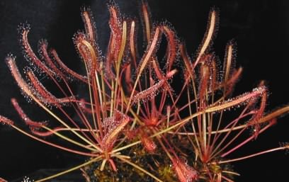 Drosera capensis rosie