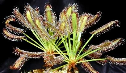 Drosera capensis cu frunza lata