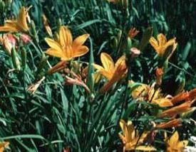 E2. Hemerocallis spp.