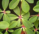 Euphorbia bongolavensis