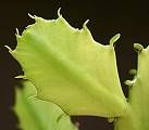 Euphorbia dawei