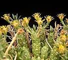 Euphorbia maleolens