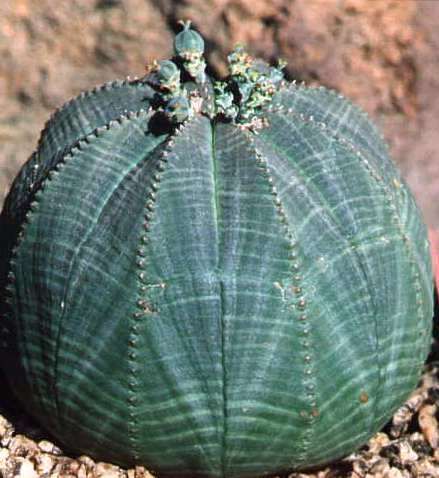 Euphorbia_obesa