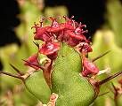Euphorbia richardsiae