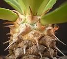Euphorbia venefica