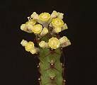 Euphorbia whellanii